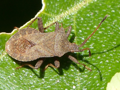Coreus marginatus (Coreidae)